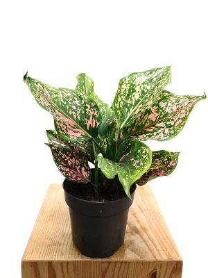 Aglaonema Rosa Leopard