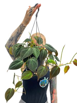 Hänger - Philodendron Micans