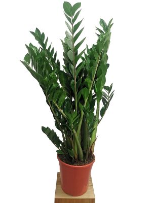 Zamioculcas Glücksfeder