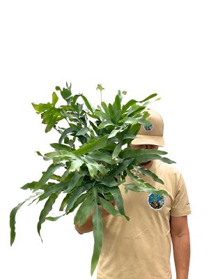 Blaufarn Phlebodium Blue Star