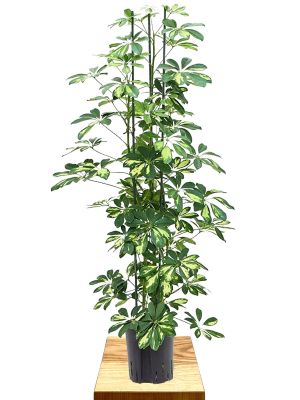 Hydro - Schefflera Arboricola Gold Capella