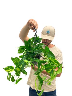 Hänger - Goldene Efeutute Epipremnum Aureum