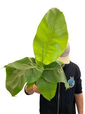 Freilandbanane Musa Basjoo