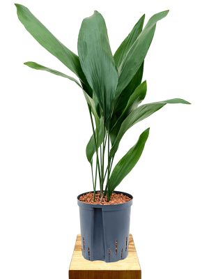 Hydro - Aspidistra Elatior