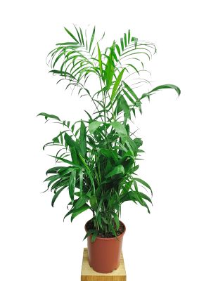 Bergpalme Chamaedorea seifrizii