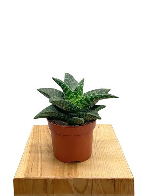 Aloe Tiki Zilla