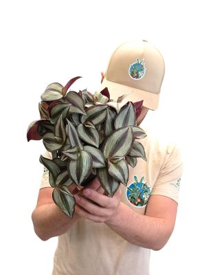 Tradescantia Zebrina Compacta