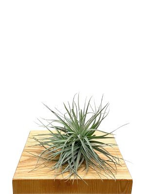 Tillandsia Silver