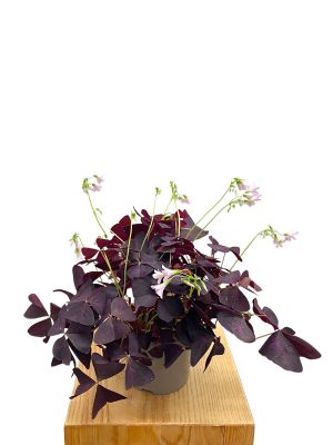 Roter Glücksklee Oxalis Triangularis