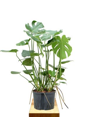 Hydro - Monstera deliciosa