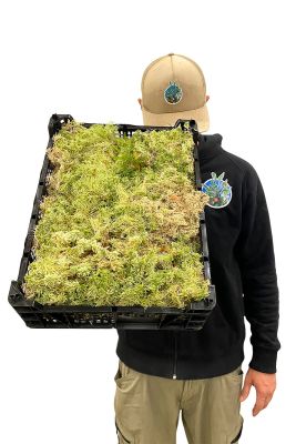 Premium Sphagnum Moos Kiste - Frisch