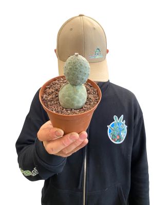 Tephrocactus Geometricus
