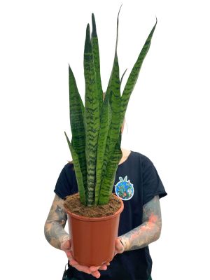 Bogenhanf Sansevieria Zeylanica