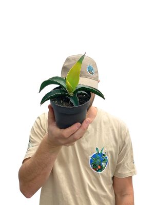 Sansevieria Star Canary