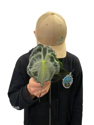 Alocasia Venom