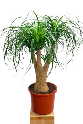 Elefantenfuss Beaucarnea Recurvata verzweigt
