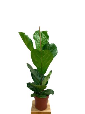Geigenfeige Ficus lyrata