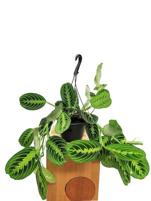Hänger - Maranta Lemon Lime