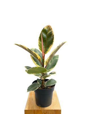 Gummibaum Tineke