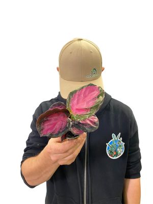 Baby Calathea Crimson