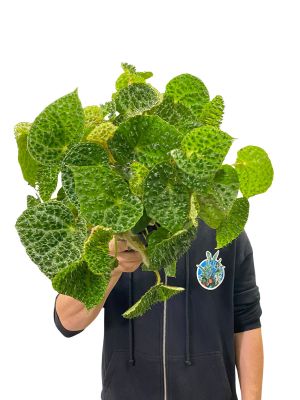 Begonia Ferox Green Form 