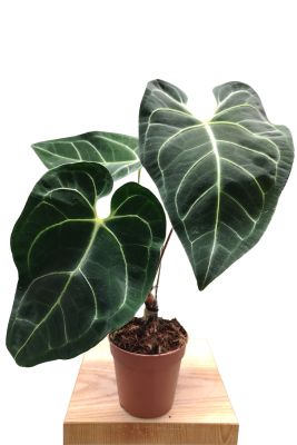 Anthurium Crystallinum X Regale