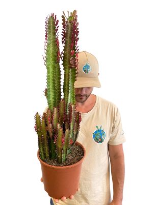 Euphorbia Trigona Rubra