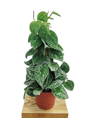 Scindapsus Silver Ann