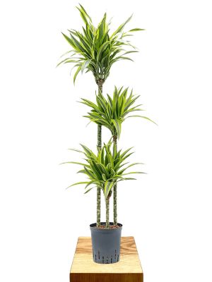 Hydro - Dracaena fragrans Lemon Lime