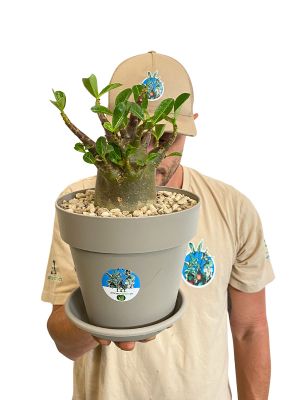 Wüstenrose Adenium Arabicum Baobab