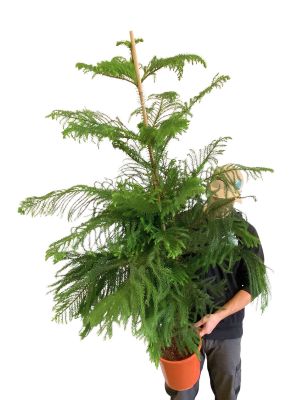 Zimmertanne Araucaria Heterophylla