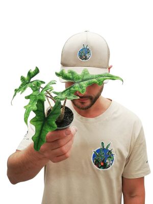 Baby Alocasia Jacklyn