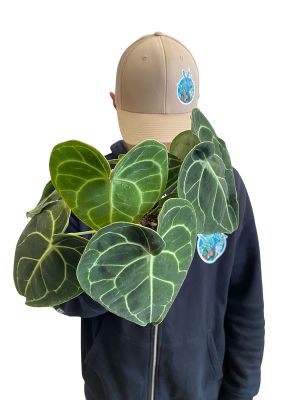 Anthurium Clarinervium