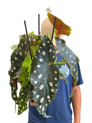 Begonia Maculata Mega Dot