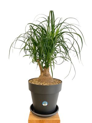Elefantenfuss Beaucarnea Recurvata Verzweigt