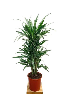 Dracaena Warneckei verzweigt 