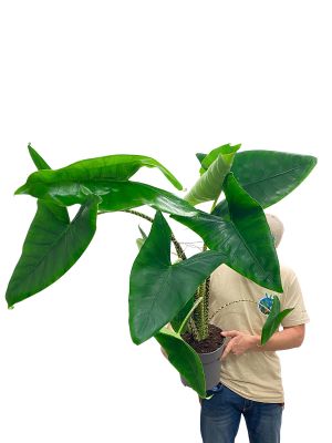 Alocasia Zebrina