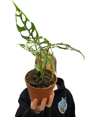 Monstera Peru