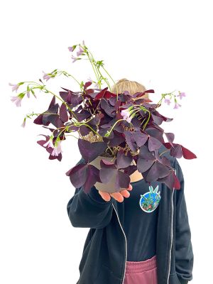 Roter Glücksklee Oxalis Triangularis