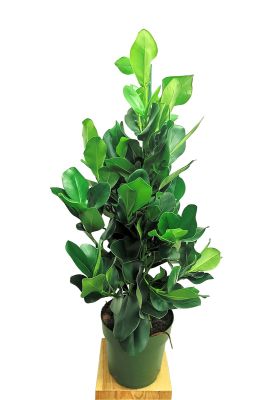 Balsamapfel Clusia rosea