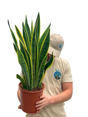 Bogenhanf Sansevieria Laurentii