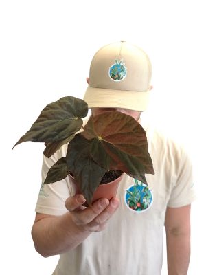 Begonia Pavonina