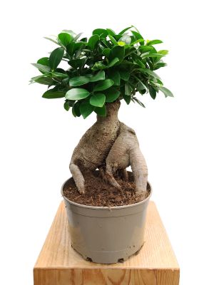 Chinesische Feige Ginseng