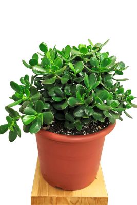 Geldbaum Crassula Ovata