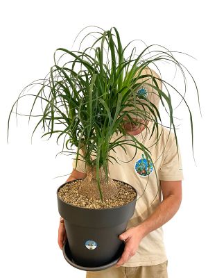 Elefantenfuss Beaucarnea Recurvata Verzweigt