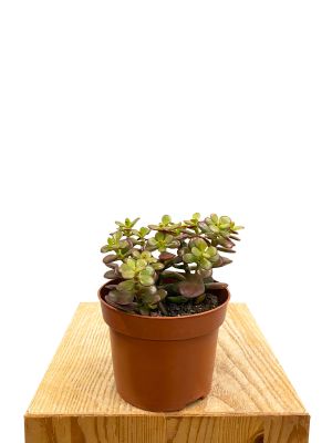 Geldbaum Crassula Ovata Minor
