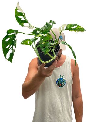 Monstera Adansonii Variegata