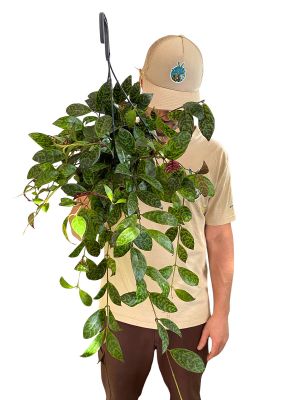 Hänger - Lipstick Plant Aeschynanthus Marmoratus