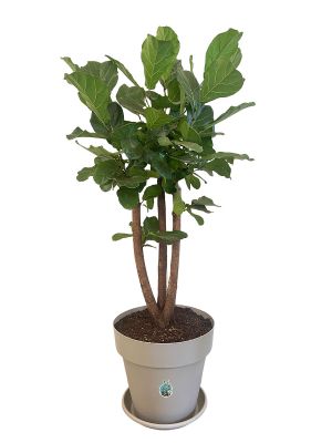 Geigenfeige Ficus lyrata Verzweigt - Gross