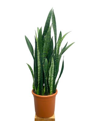 Bogenhanf Sansevieria Zeylanica - Gross